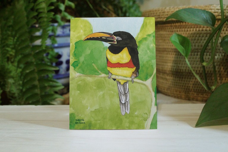 aracari